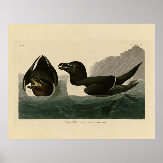 Razor Bill, John James Audubon's Birds of America Poster (Framsidan)