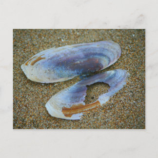 Razor Clam Snäcka, Oregon Vykort