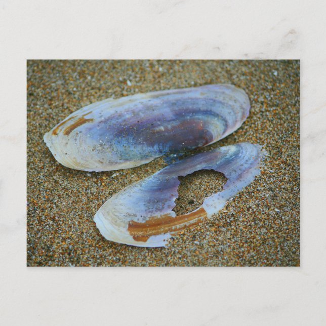 Razor Clam Snäcka, Oregon Vykort (Framsida)