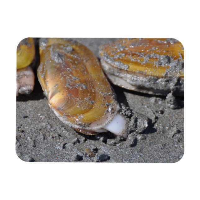 Razor Clams Diggging Magnet (Horisontell)