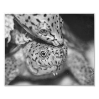 Razorback Musk Turtle, fotoutskrift Fototryck