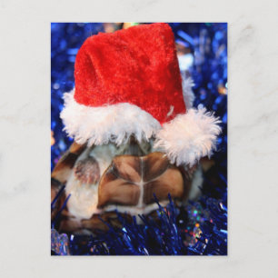 Razorbackad Musk Turtle, Santa Hat över huvudet Helg Vykort