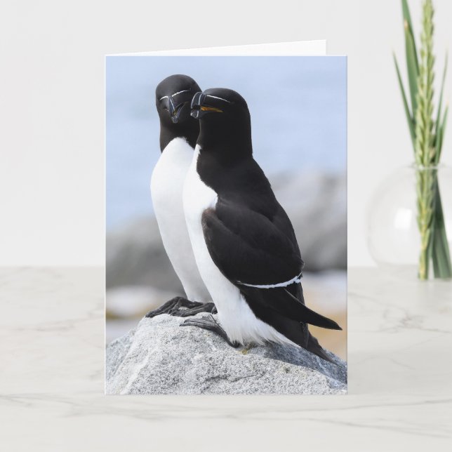 Razorbill Pair Kort (Framsida)