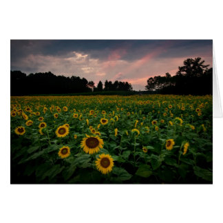 RCD_6002_3_4 OBS KORT