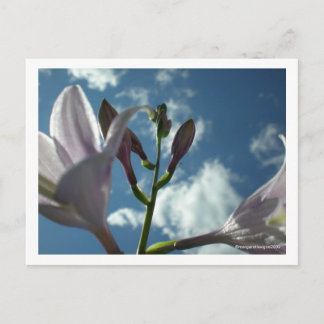 ’Reach for the Himmel’ Vykort