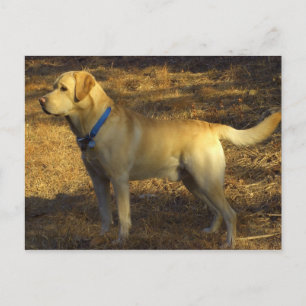 Ready for hunting, proud Labrador in sunlight Vykort