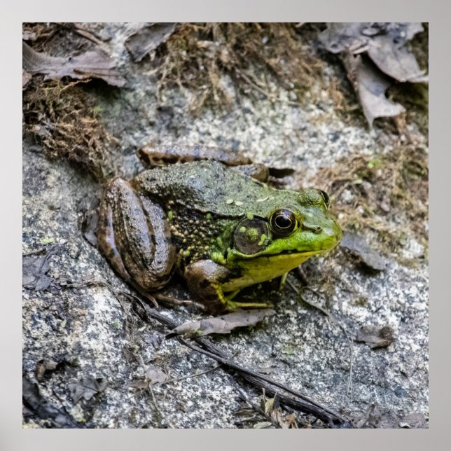 Ready to Go Poster (Framsidan)