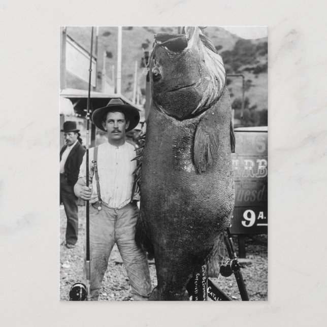 Real Big Fish, tidigt 1900-talet Vykort (Framsida)