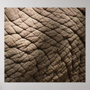 Real Elephant Skin Struktur, Wrinkled. Poster