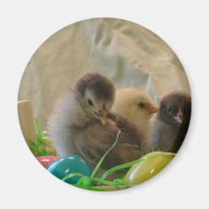 Real Påsk Chicks Magnet