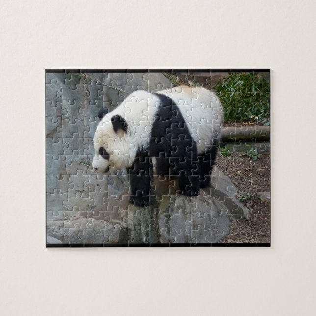 Real Photo Panda Bear Jigszle Puzzle Pussel (Horisontell)