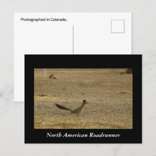 Real Roadrunner-vykort Vykort