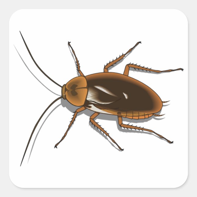 Realistic Brown Cockroach Insekt Fyrkantigt Klistermärke (Framsida)