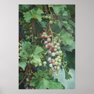Realistisk druvvin med blad - Finkonst Poster