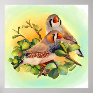 Realistisk målning för sebrafinch poster