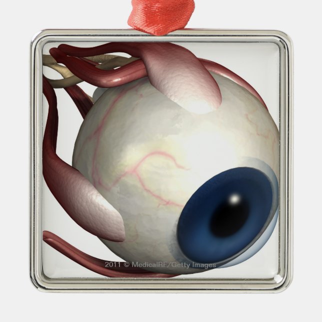 Realistisk tolkning av musklerna av ögat julgransprydnad metall (Framsidan)