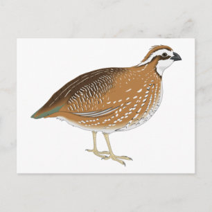 Realistisk vaktel Bird Vykort