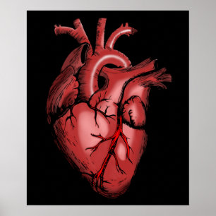 Realistiskt anatomiskt hjärtavbildning Poster
