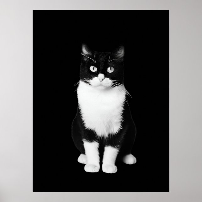 Realistiskt svart och vitt katt poster (Framsidan)