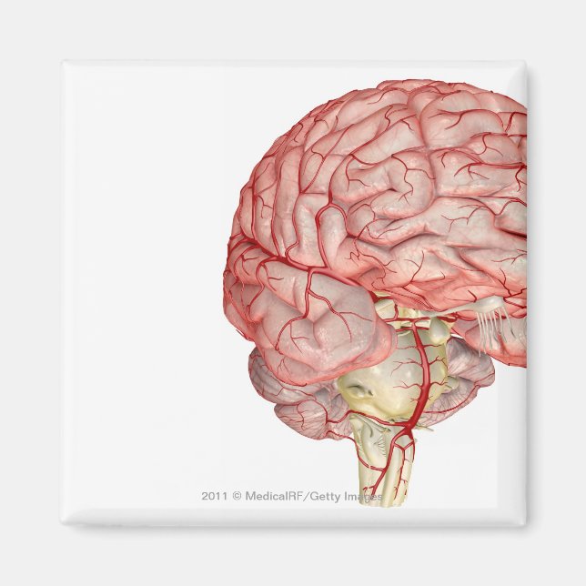 Realitisk rendering av den mänskliga hjärnan magnet (Framsidan)