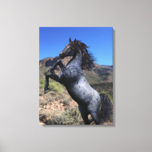 Rearing Blue Roan Horse i öknen Canvastryck