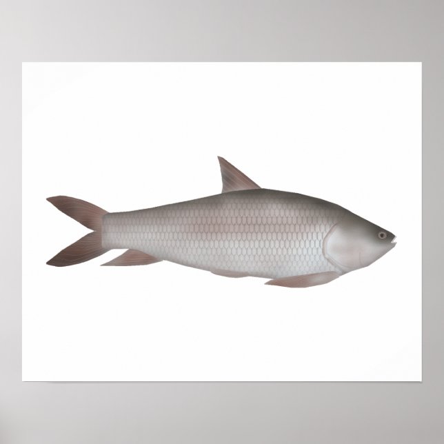 Reba Carp Poster (Framsidan)