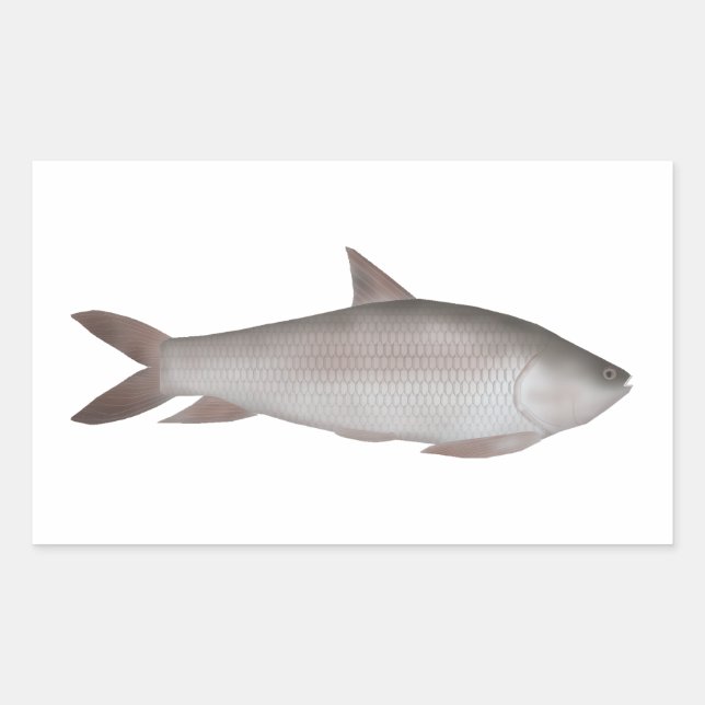 Reba Carp Rektangulärt Klistermärke (Framsida)