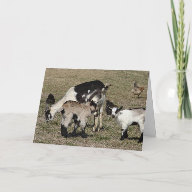 Reba, Patti, Shamrock och Chickens Kort (Framsida)