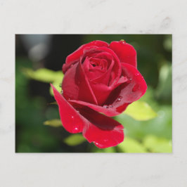 Receptkort Chocolate Chip peanut Butter Cookie Vykort