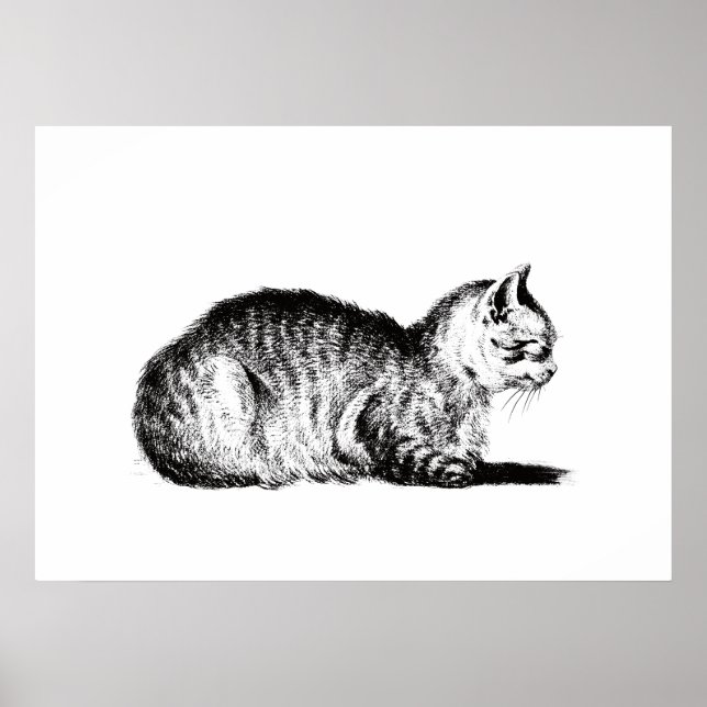 Reclining cat, to the lämnat, Jean Bernard, 1812 Poster (Framsidan)
