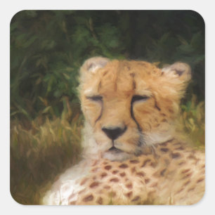 Reclining Cheetah at Fossil Rim Wildlife Center Fyrkantigt Klistermärke