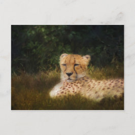 Reclining Cheetah at Fossil Rim Wildlife Center Vykort