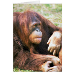 Reclining för Orangutan Hälsningskort