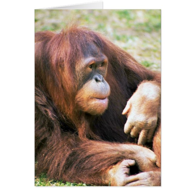 Reclining för Orangutan Hälsningskort (Framsidan)