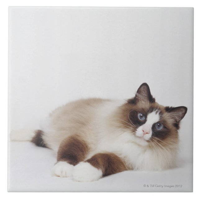 Reclining katt kakelplatta (Framsidan)