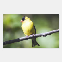 Rectangle-märke för amerikansk Goldfinch