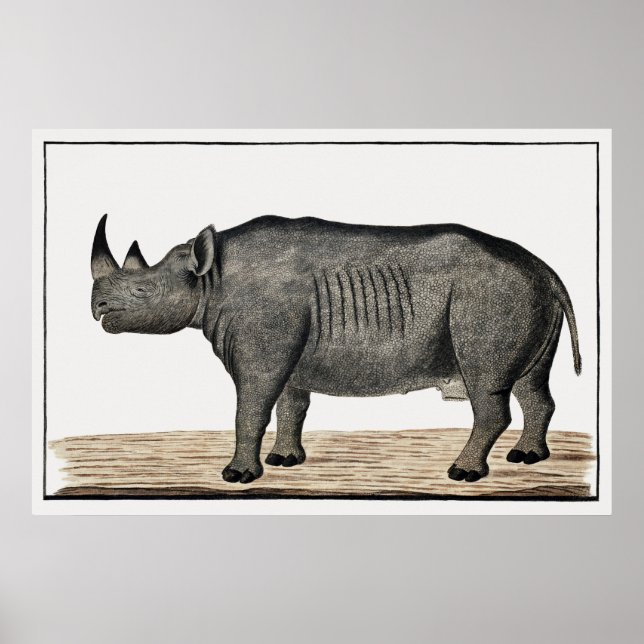 Recto Diceros bicornis bicornis: Black rhinoceros Poster (Framsidan)
