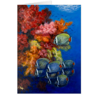 Reculated BBF med mjuka koraller OBS Kort