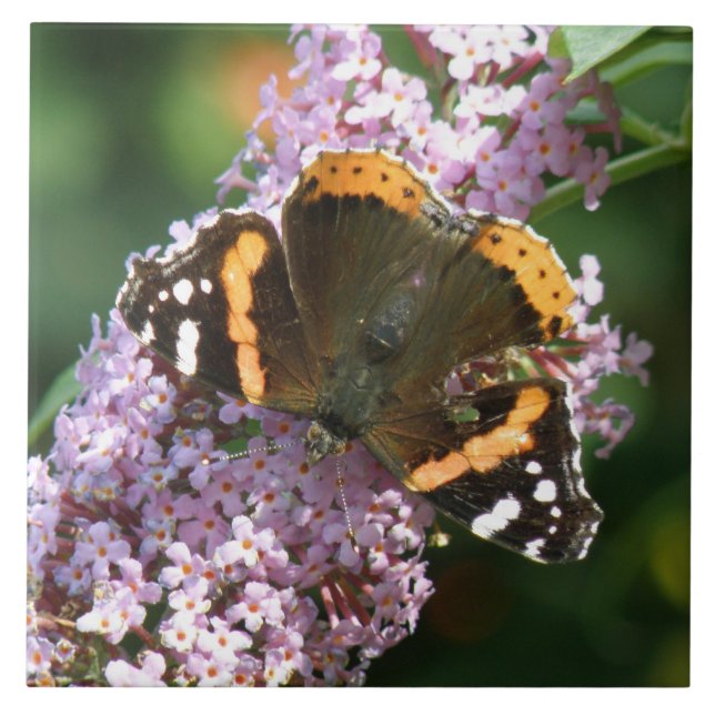 Red Admiral Butterfly och Buddleia Tile Kakelplatta (Framsidan)