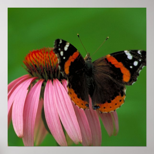 Red Admiral Butterfly Poster (Framsidan)