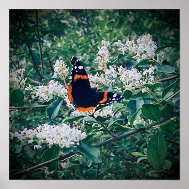 Red Admiral Butterfly Poster (Framsidan)