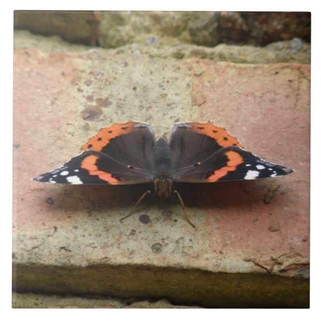 Red Admiral Butterfly Tile Kakelplatta (Framsidan)