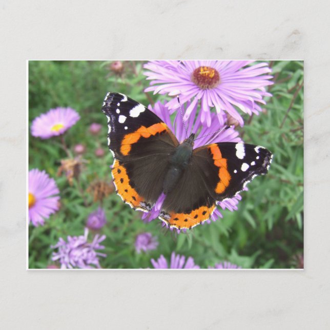 Red Admiral Butterfly Vykort (Framsida)