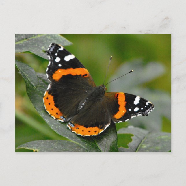 Red Admiral Butterfly Vykort (Framsida)