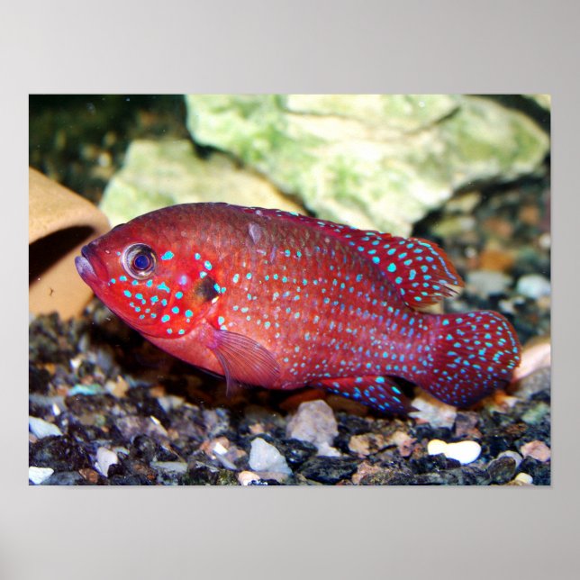 Red African Jewelfish Poster (Framsidan)