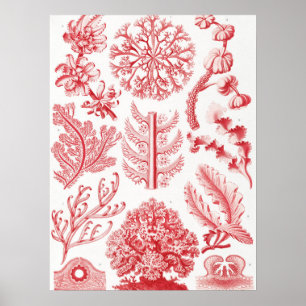 Red Alga Sea, Florideae Rotalgen av Ernst Haeckel Poster