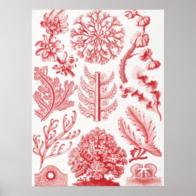 Red Alga Sea, Florideae Rotalgen av Ernst Haeckel Poster (Framsidan)