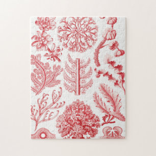 Red Alga Sea, Florideae Rotalgen av Ernst Haeckel Pussel