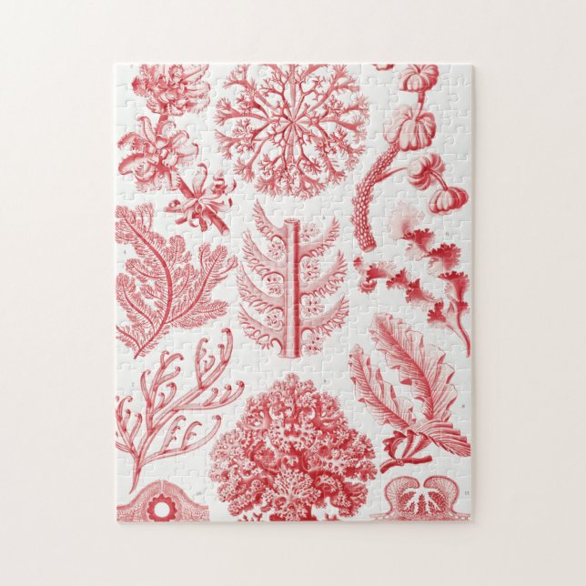 Red Alga Sea, Florideae Rotalgen av Ernst Haeckel Pussel (Vertikal)