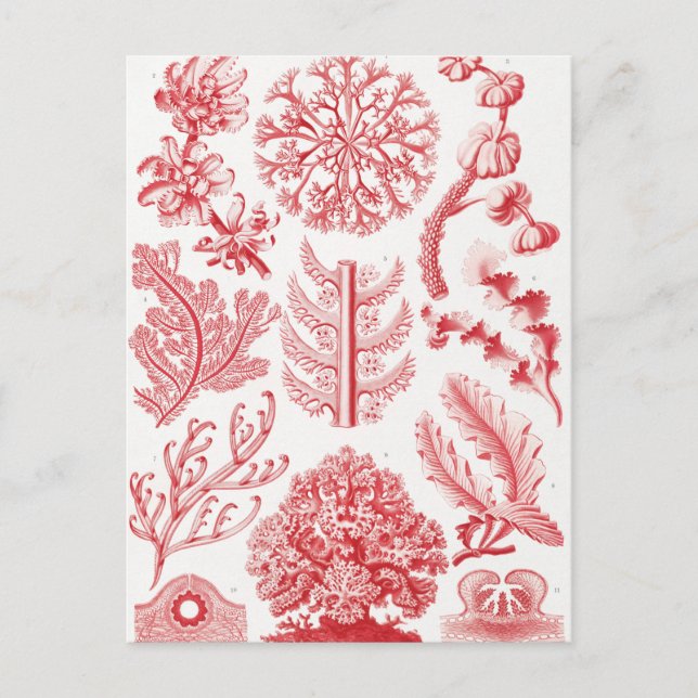 Red Alga Sea, Florideae Rotalgen av Ernst Haeckel Vykort (Framsida)